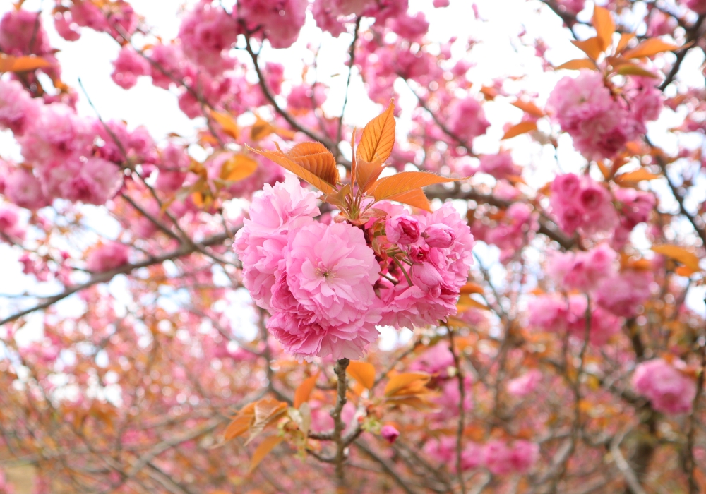 桜の花　取材