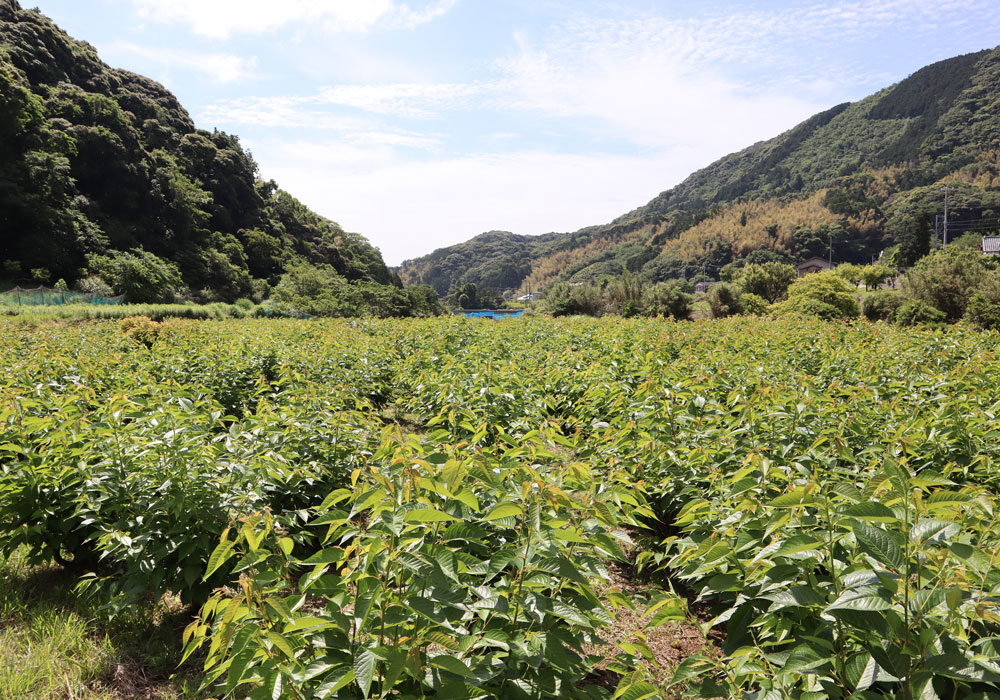 桜葉 畑