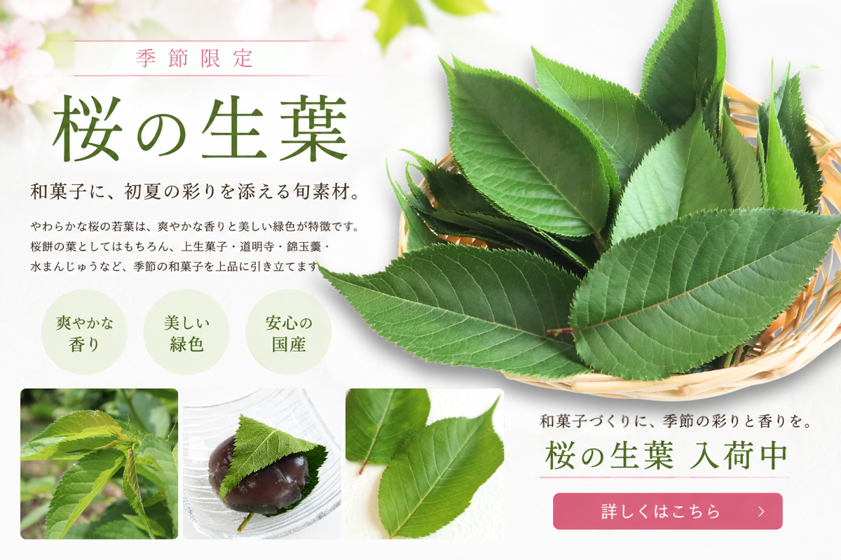 桜の生葉バナー2026.6