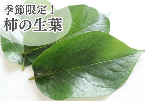 国産柿の生葉バナー小
