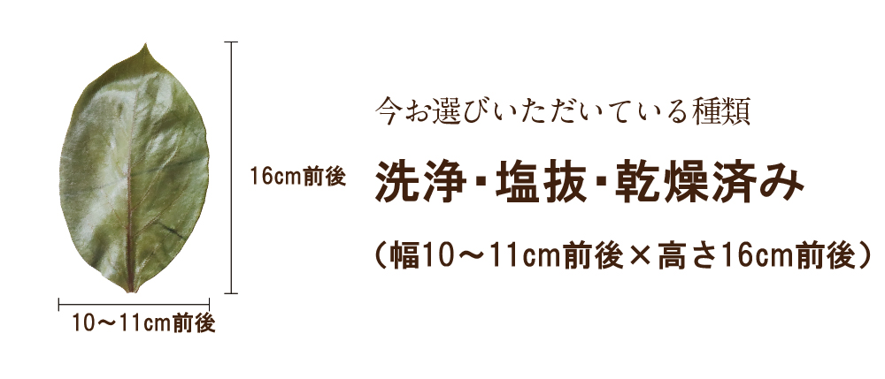 柿の葉(一枚)