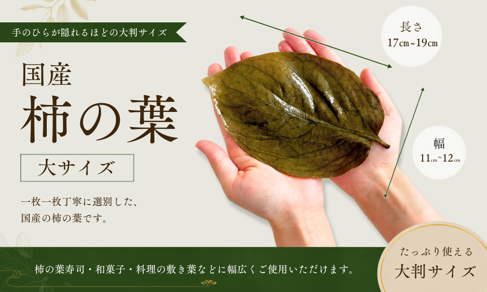 国産柿の葉大サイズ手のひら