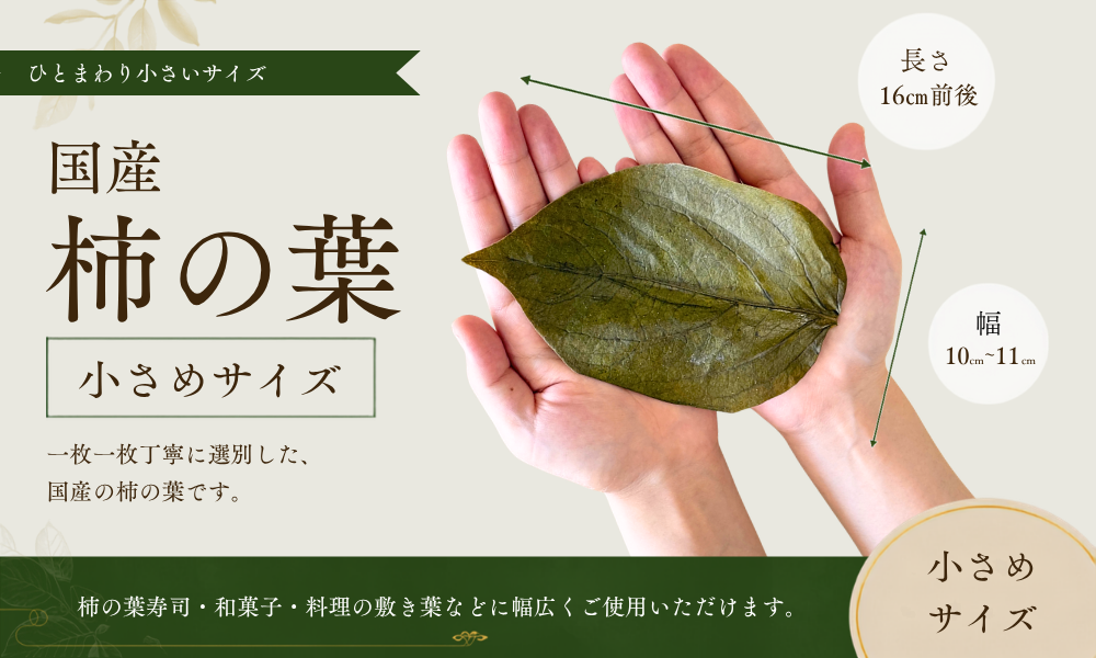 国産柿の葉小さめサイズ手のひら
