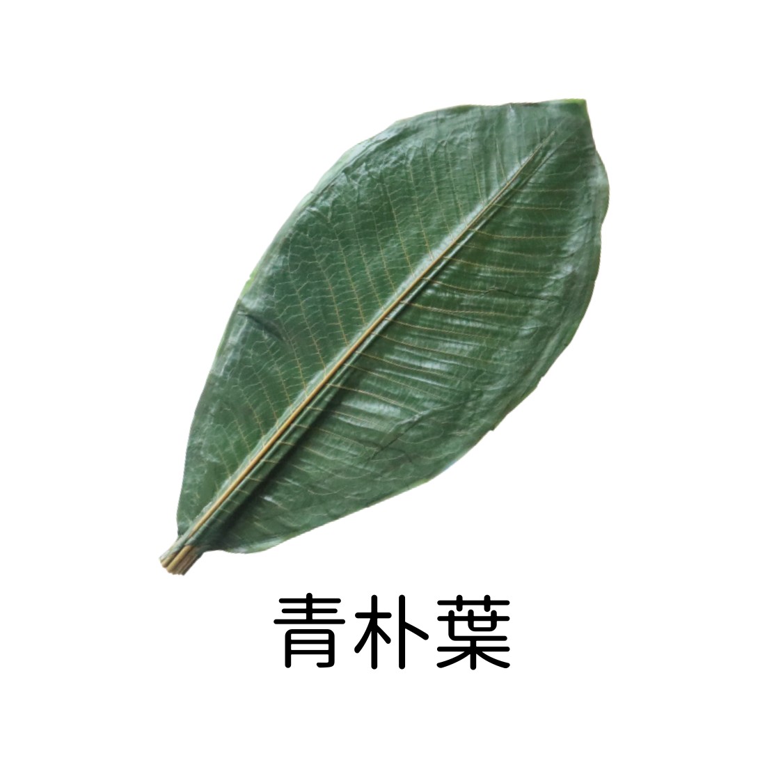 青朴葉