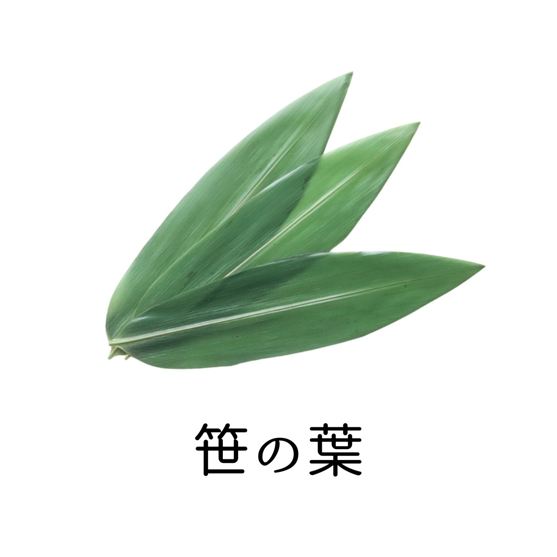 笹の葉