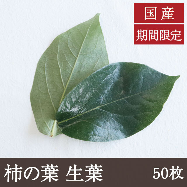 柿の葉 生葉 アイコン