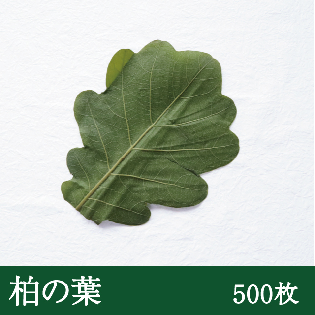 柏葉(緑色)500枚