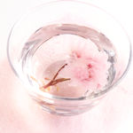 桜の花(関山)　表