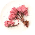 桜の花(関山)　表