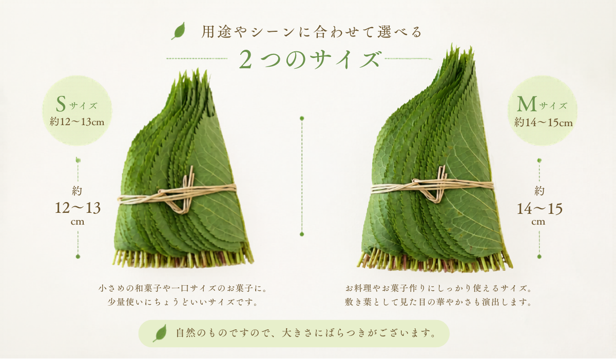 桜の生葉 サイズ比較