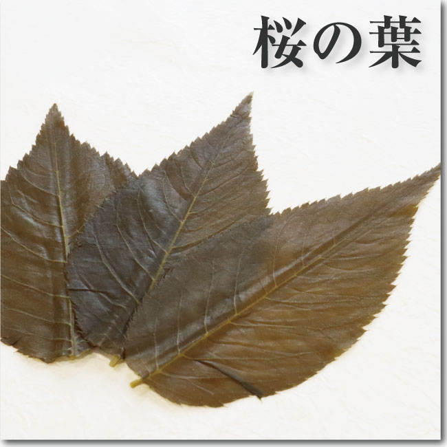 桜の葉