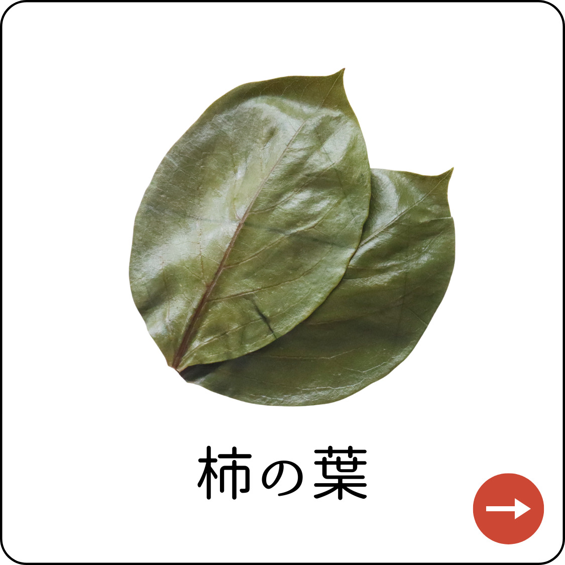柿の葉