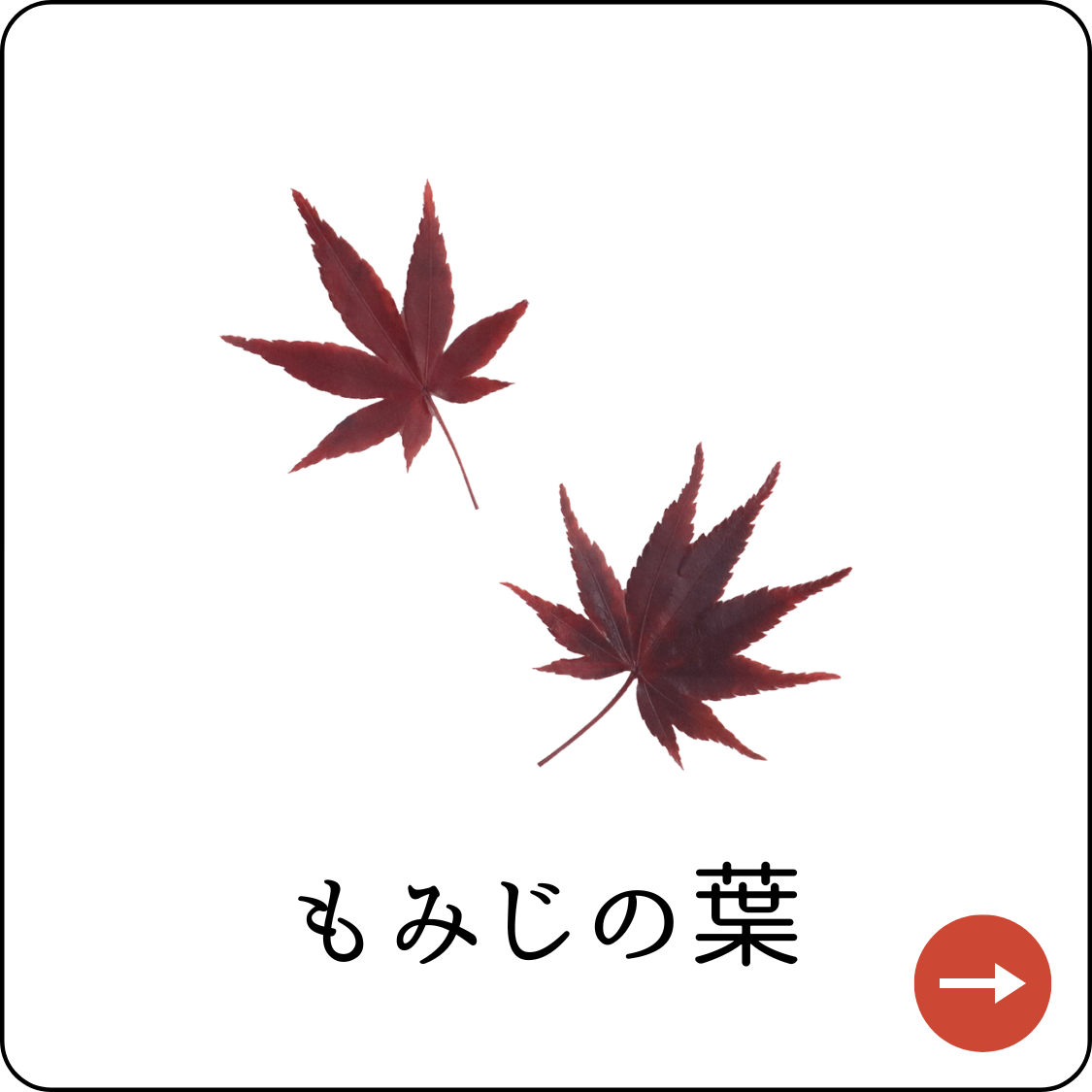 もみじ