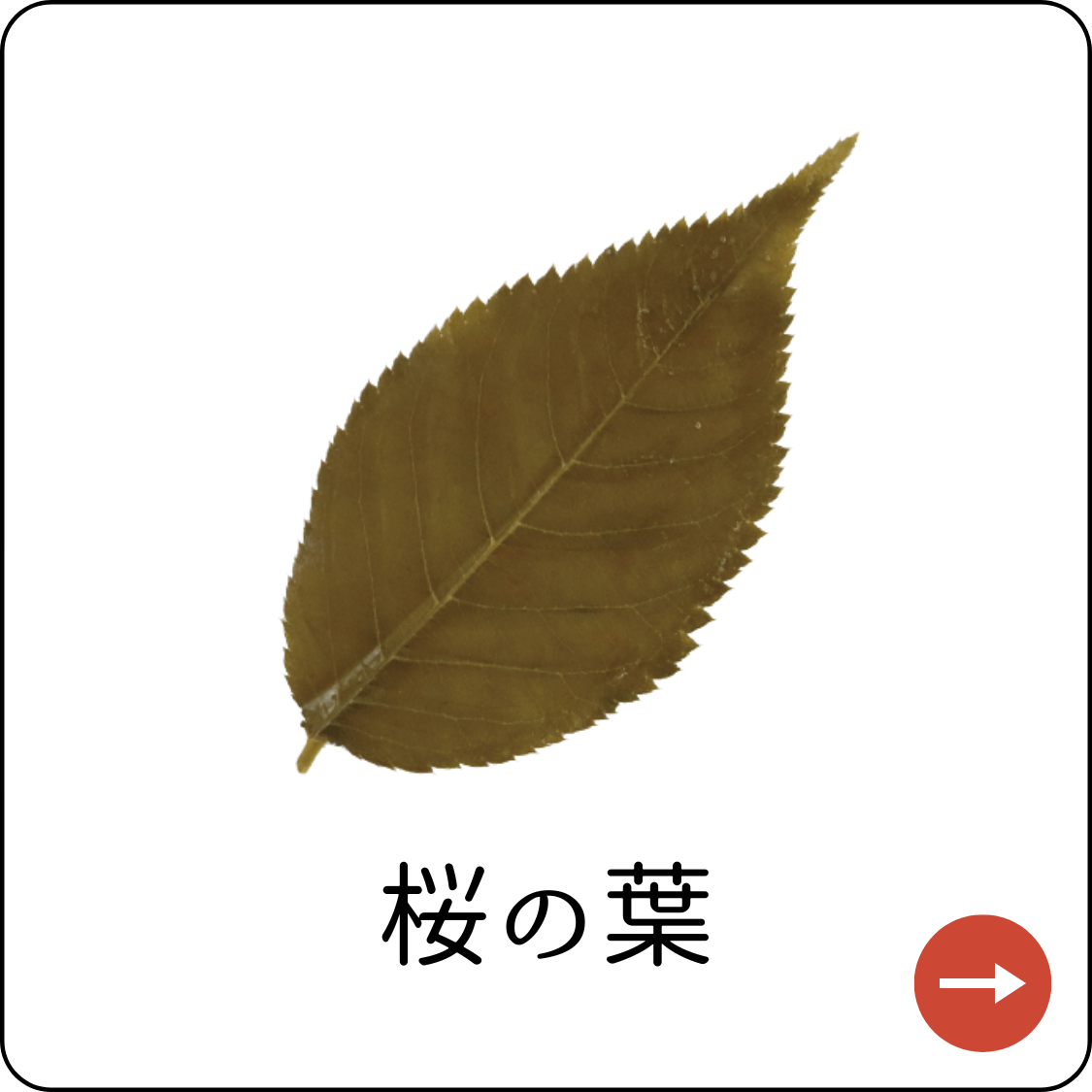 桜の葉