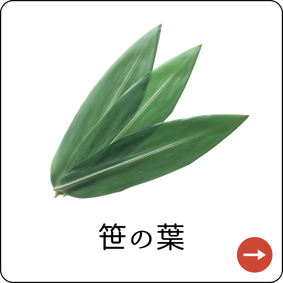 笹の葉
