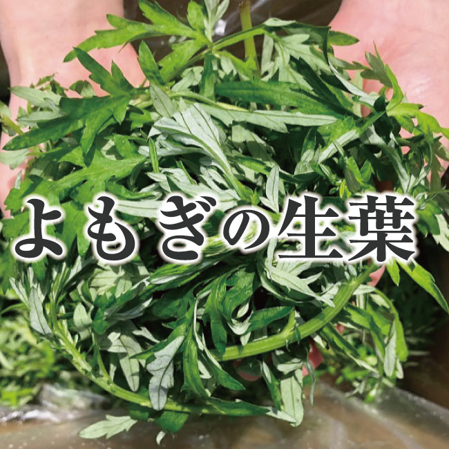 よもぎの生葉